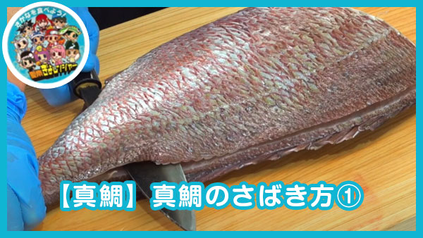 【真鯛】真鯛のさばき方①｜安高水産