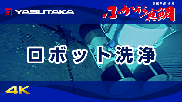 養殖真鯛生簀ロボット洗浄｜安高水産